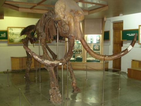 Nature Museum in Zhitomir