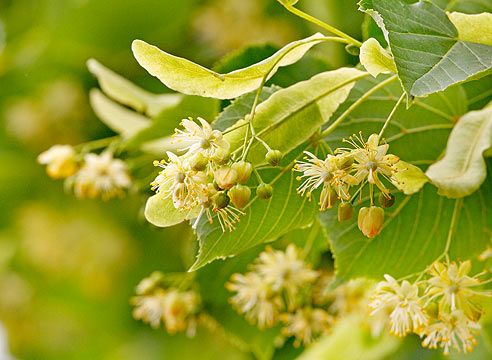 Dolgovaya lime tree