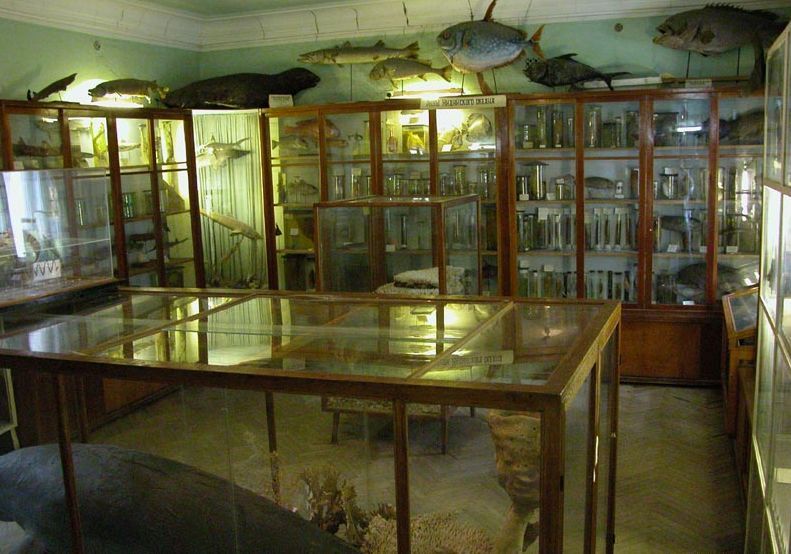 Музей морской фауны Югниро