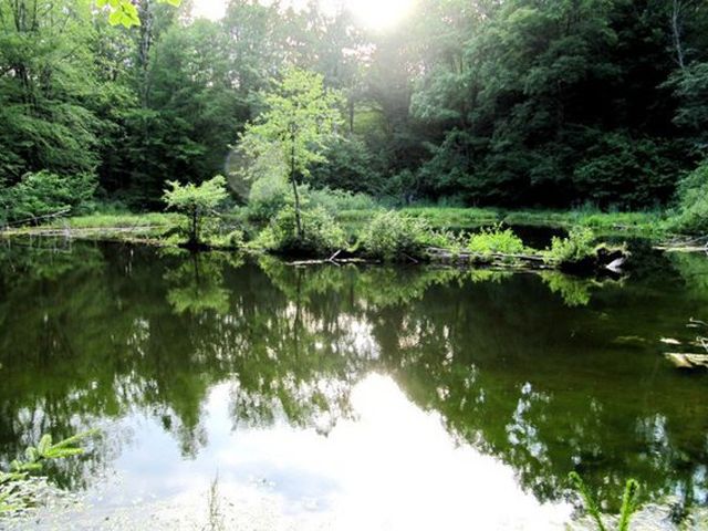 Lake Lebedin, Sheshory