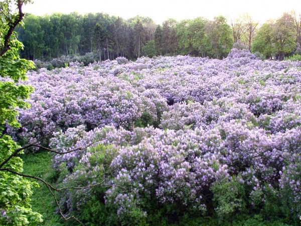 Сиреневая роща