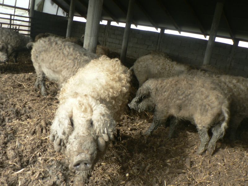 Pig farm of mangalits, Botar