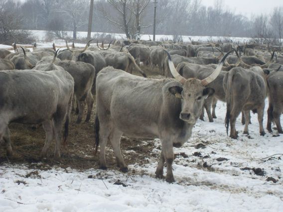 Hungarian farm gray cows, Bothar 