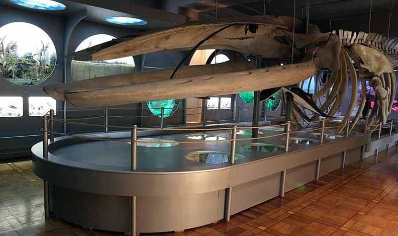 Museum of Nature, Kherson