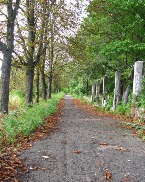 Oak alley in honor of the 30th anniversary ВОВ, Смела 