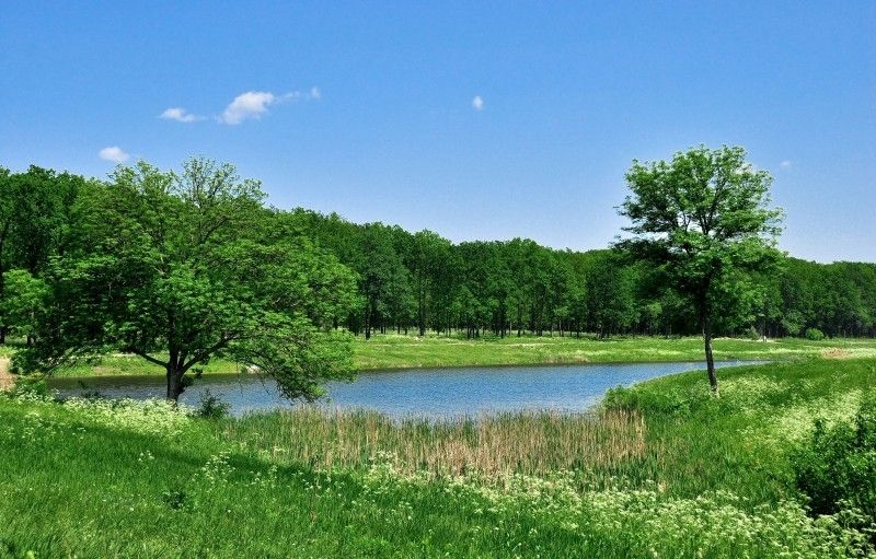 Великоанадольський ліс