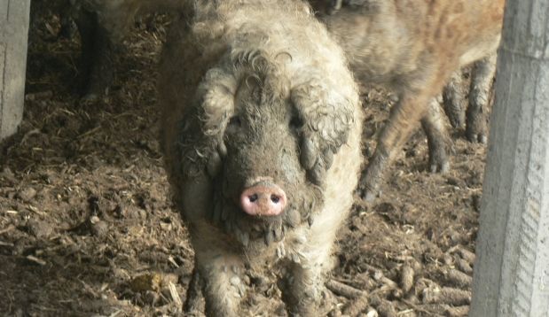 Ферма свиней мангалиц, Ботар