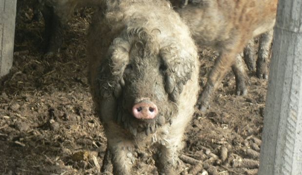 Pig farm of mangalits, Botar