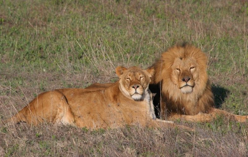 The Lion Park