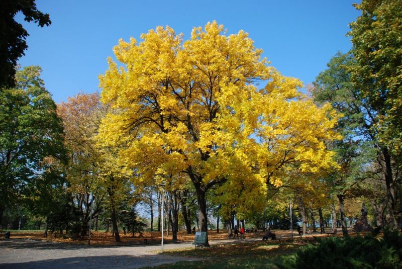  Bogdan Khmelnitsky Square, Cherkassy 