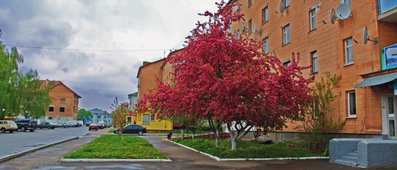 Historical Museum, Radivilov