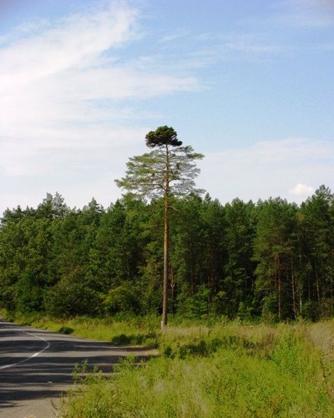 Дерево сосна Ведьмина мітла