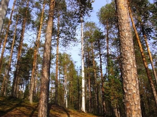  Сосни 200 років, Соснівка 