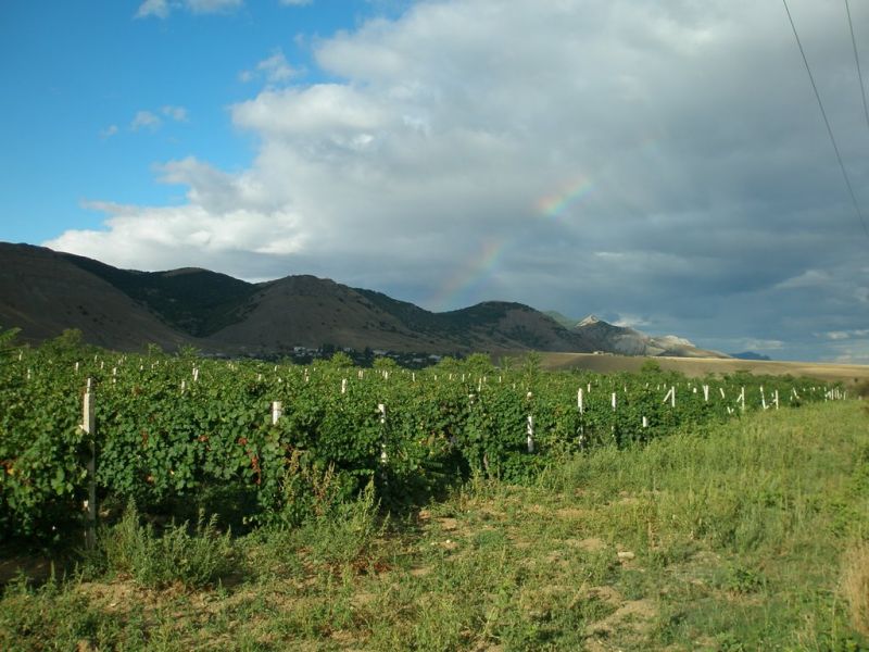 Plant of elite Crimean wines