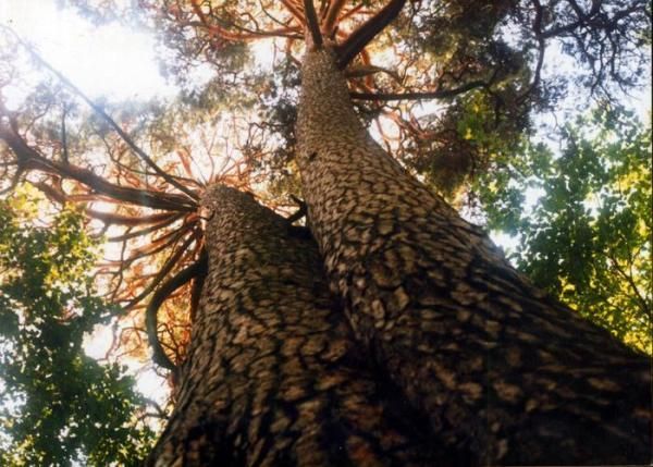 Pine trees 200 years old, Sosnovka