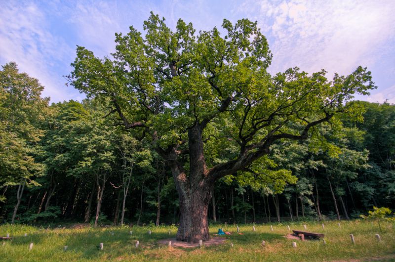 Kochubei Oaks