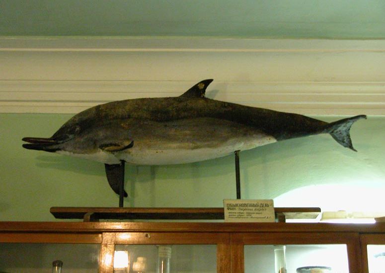 Музей морской фауны Югниро