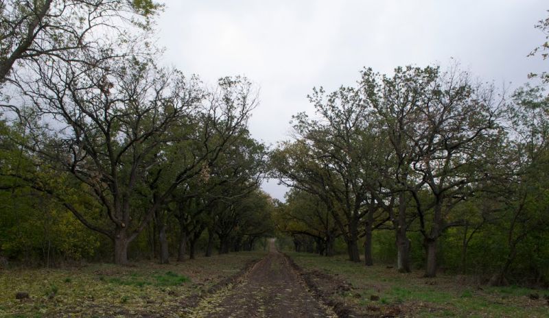 Oak Alley, Sosnovka