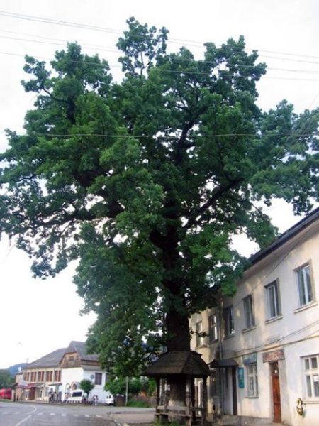 500-year-old oak, Mezhgore 