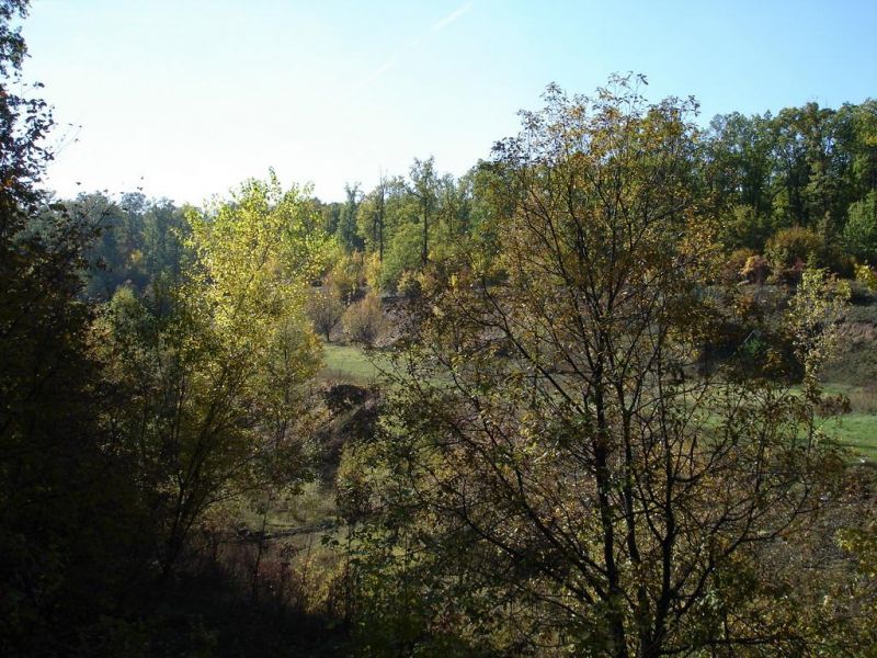 Mohnachansky Forest