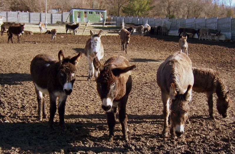 The donkey farm