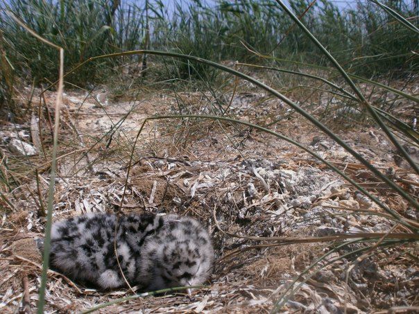  Джарилгацький національний природний парк 