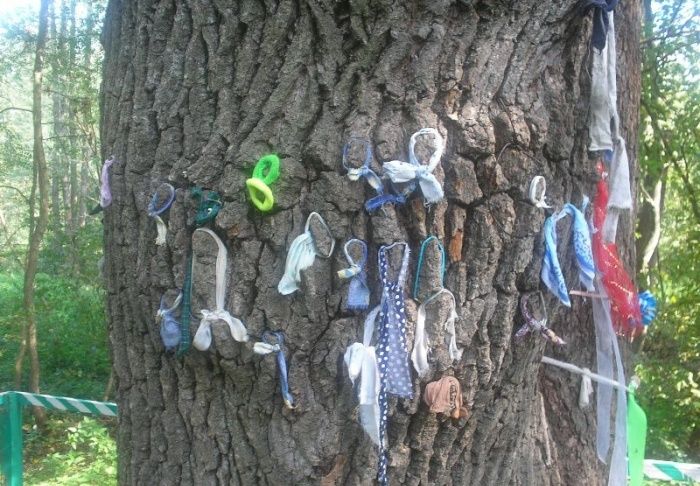  Alder and Oak Tree, Moshny 