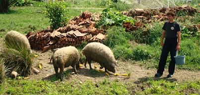  The farm of the pigs of mangalits, Botar 