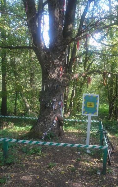  Alder and Oak Tree, Moshny 