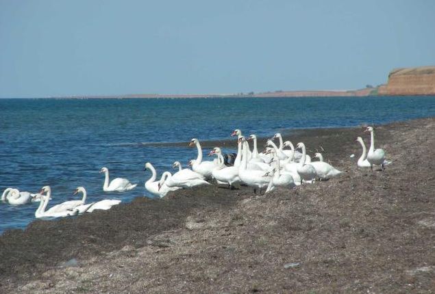 Лебяжьи острова