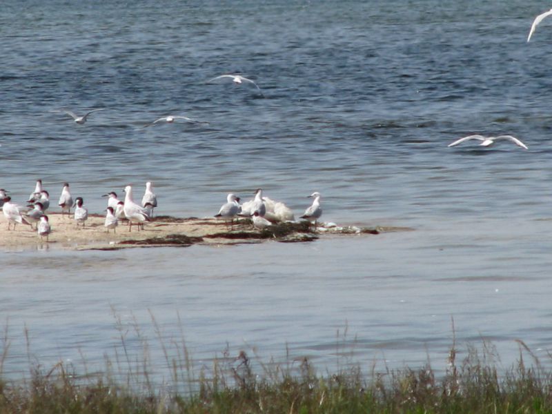 Dzharylgachsky National Nature Park