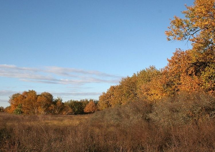  Volyzhin Forest 