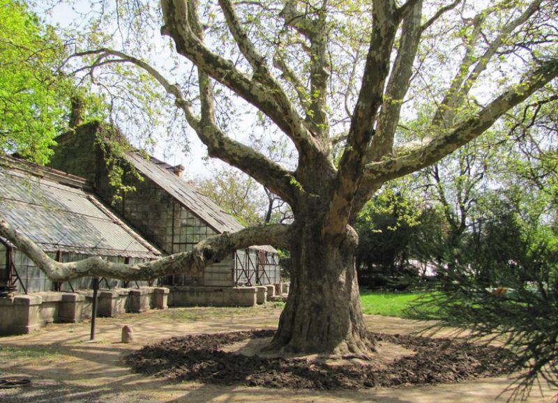 Odessa Botanical Garden