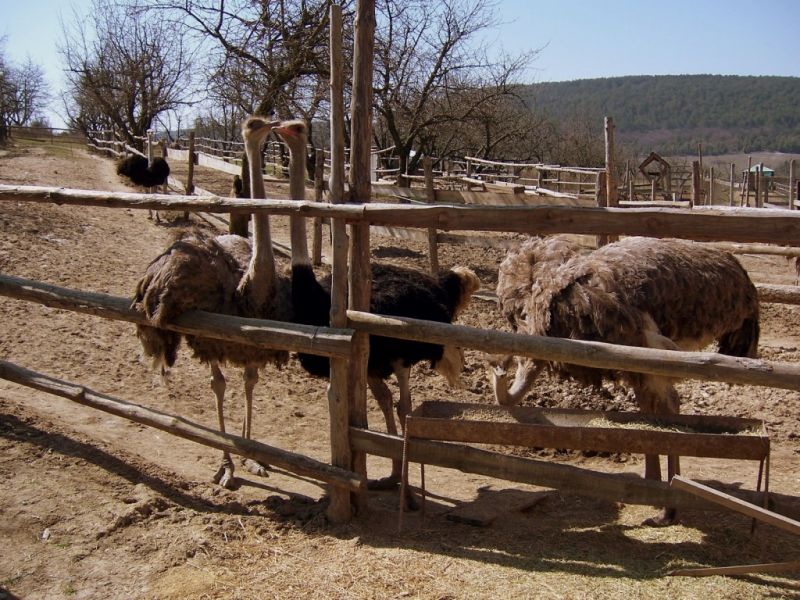 Денисовская страусиная ферма