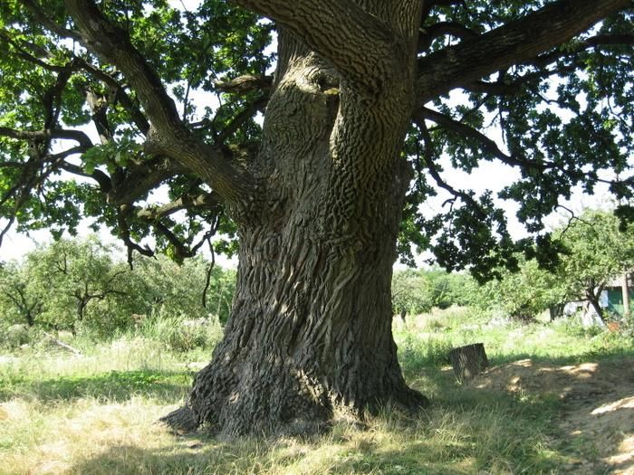  The oak is 550 years old 