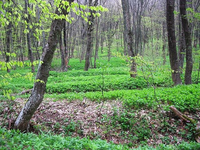 Агармишський ліс