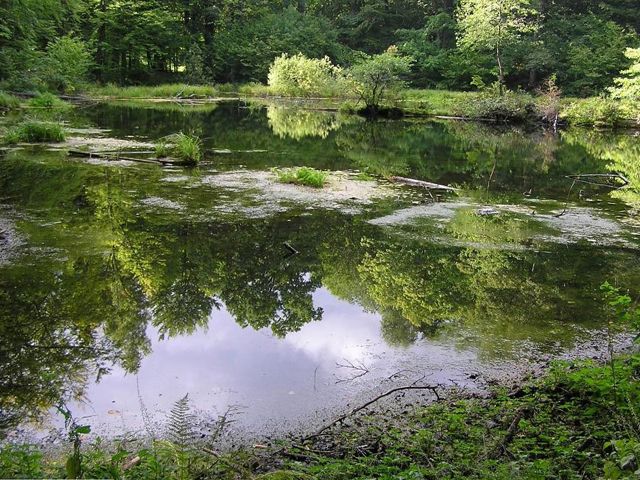 Lake Lebedin, Sheshory