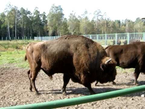Bison reproduction center, Berehomet
