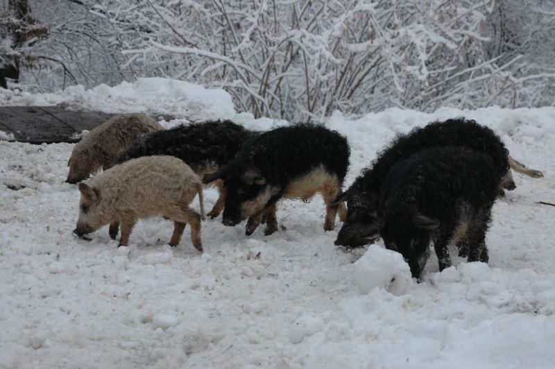 Pig farm mangalits, Botar