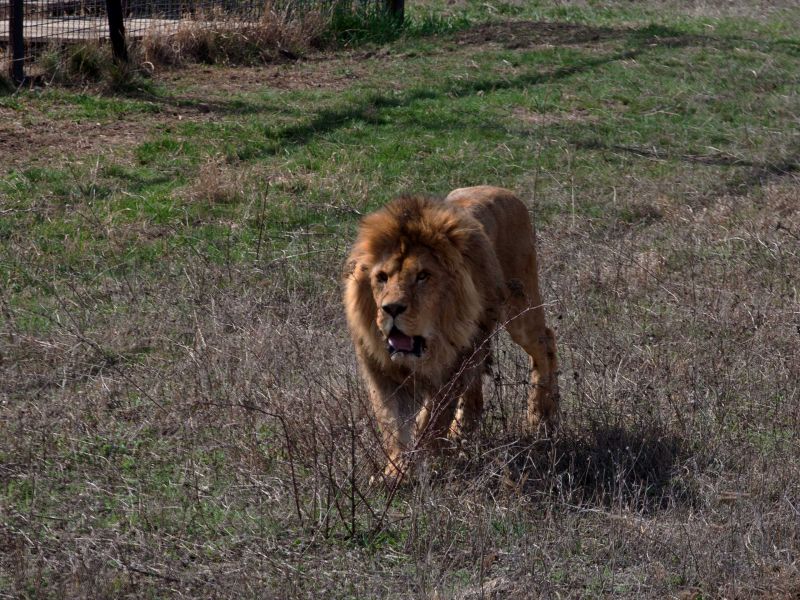 Парк левів« Тайган »