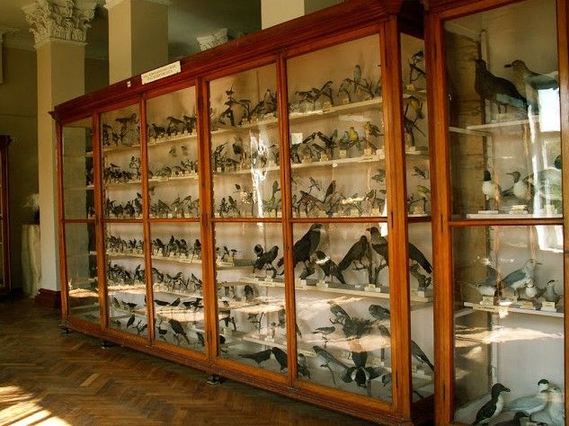 Zoological Museum, Odessa 