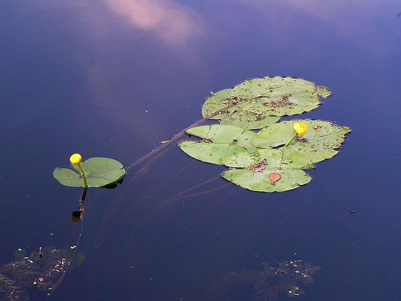 Беловодский заказник