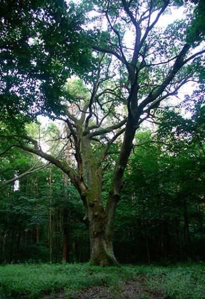 Oak tree, boatswain