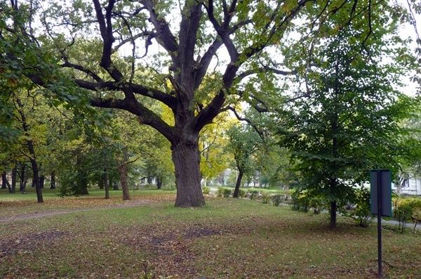 Oak Guy, Poltava