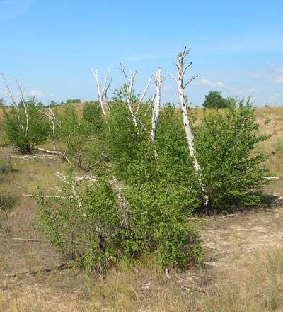 Лісовий заказник« Березові колки »