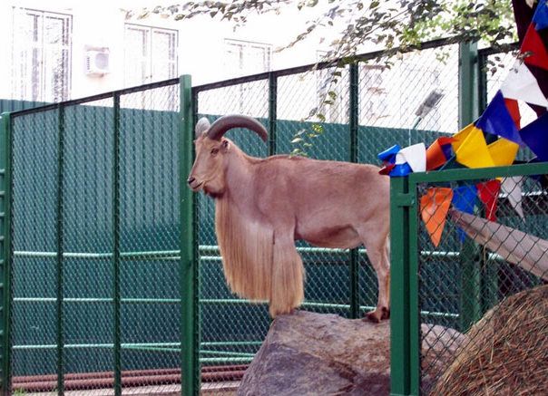  Zoo on the territory of the Donetsk Metallurgical Plant 
