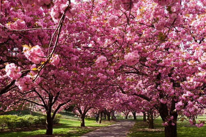 Lime (Sakura) Alley