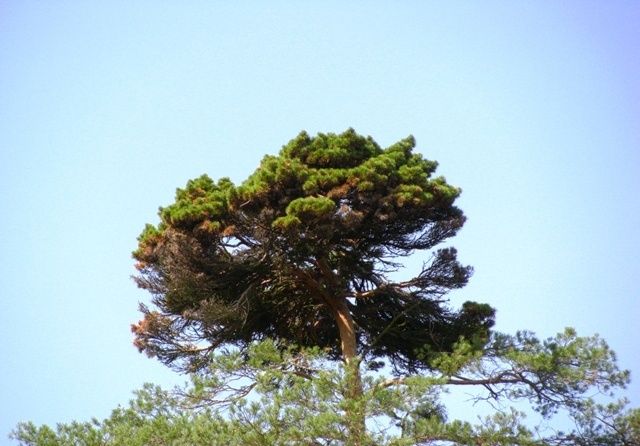 The Witch's Broomwood Tree Broom