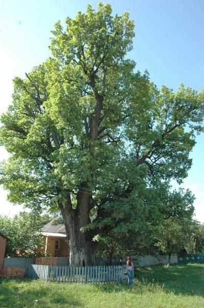 Oak of Garkushi, Gai