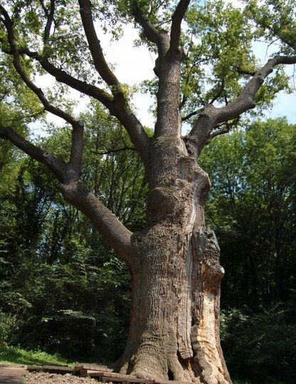 Yuzefinsky oak